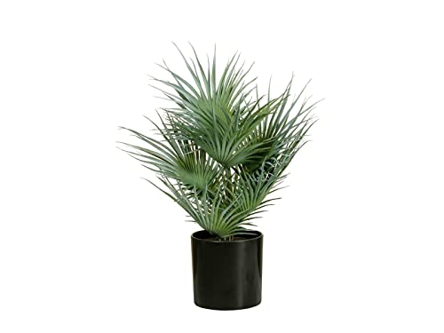 EUROPALMS Fächerpalme, Kunstpflanze, 55cm | Künstliche Junge Fächerpalme aus PE