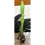 オプンチア 斑入り ハツヒノデ 初日の出 うちわサボテン 約20cm