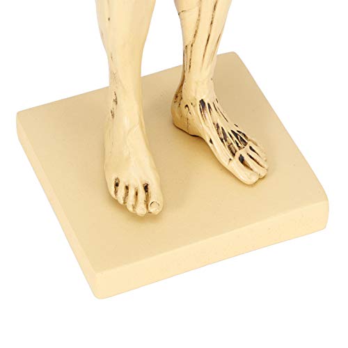 Modelo de anatomía masculina AMONIDA de 29,5 cm para decoración y clases de pintura 3