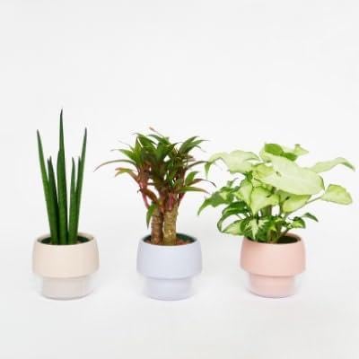 キュートビビスモーキー3個セット(A)(オススメの観葉植物でお届け)