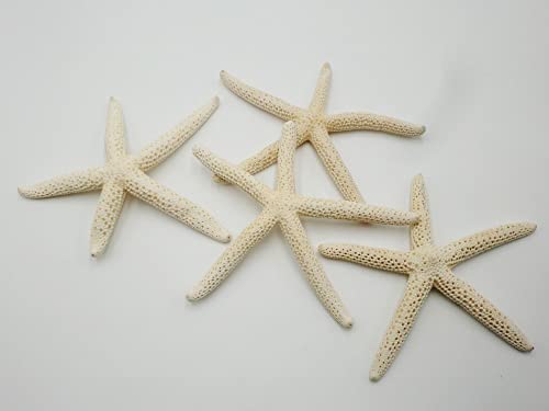 Coquillages artisanat et étoile de mer pour cadeaux d'invités et fêtes