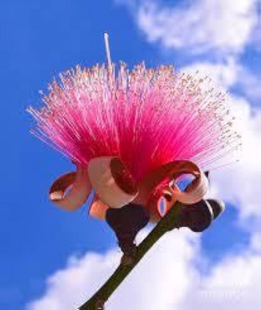 Amazon.co.jp: ** Pseudobombax ellipticum ** 赤花種子