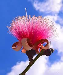 Amazon.co.jp: ** Pseudobombax ellipticum ** 赤花種子