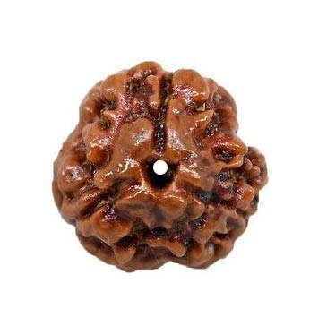 Raviour Lifestyle Raviour Rudraksha 100% Natural and Original Rare Teen 3 Mukhi Rudraksha Three Face Rudraksha Sinks in Water with Lab Test Certificate 3 31W29qGlrhL