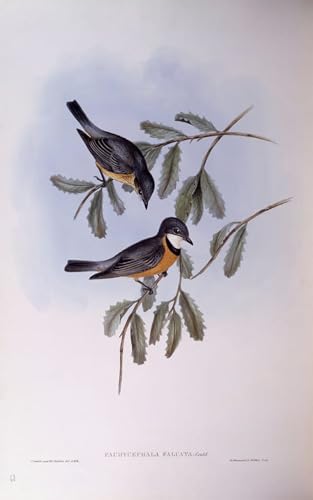 Pintura mural en lienzo de 60x90cm con grabado clásico de John Gould