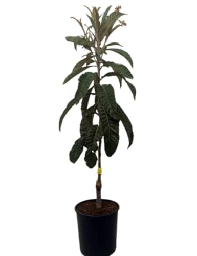 Planta Frutal Nispero Tanaka, 80-100 cm. Eriobotrya japonica. Árbol perenne con fruto dulce y jugoso, de piel anaranjada y pulpa firme, rico en fibra y vitamina A. Segura Garden.