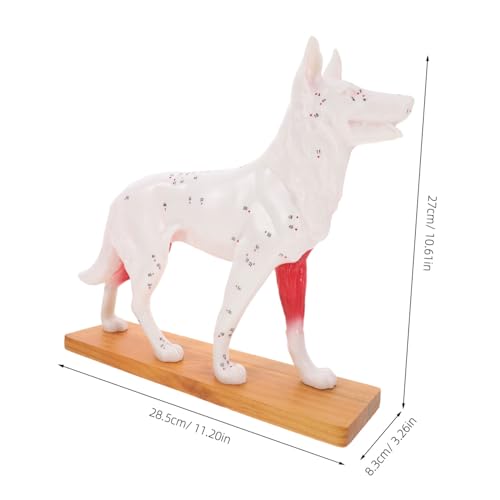 Unomor Canine Acupuncture Model Dog Anatomy Teaching Tool for Acupuncture Points Study for Veterinary Students and Professionals - Thumbnail 2