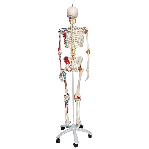 3B Scientific Human Anatomy Skeleton Model Sam - with Muscles and Ligaments, On Pelvis Mounted Rolling Stand A13 + free Anatomy App - 3B Smart Anatomy
