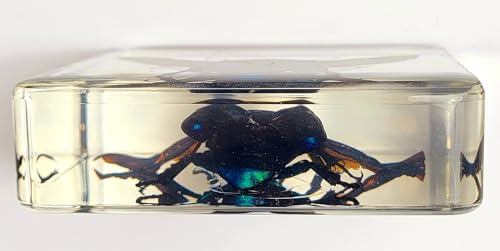 Image of 2.9 inch Green Blue Rose Chafer Beetle w /Open Wings in Crystal Clear Lucite Resin Paperweight Specimen Preserved Rhomborrhina Sesplendens Insect Taxidermy Collection Biology Science Education Display