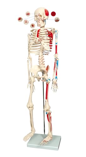 human skeleton models