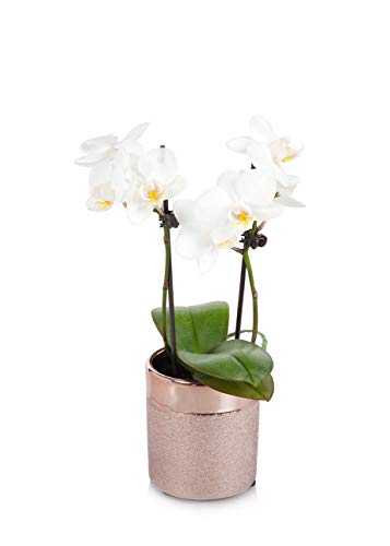 Just Add Ice White Mini Orchid in Rose Gold Pot - Live Indoor