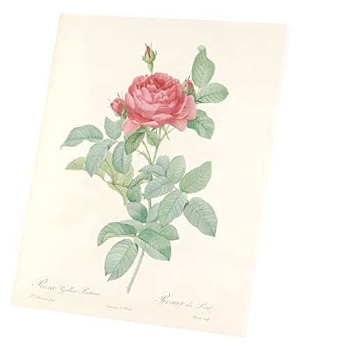 Tableau Rose illustration botanique ancienne 60x73cm en toile imprimée