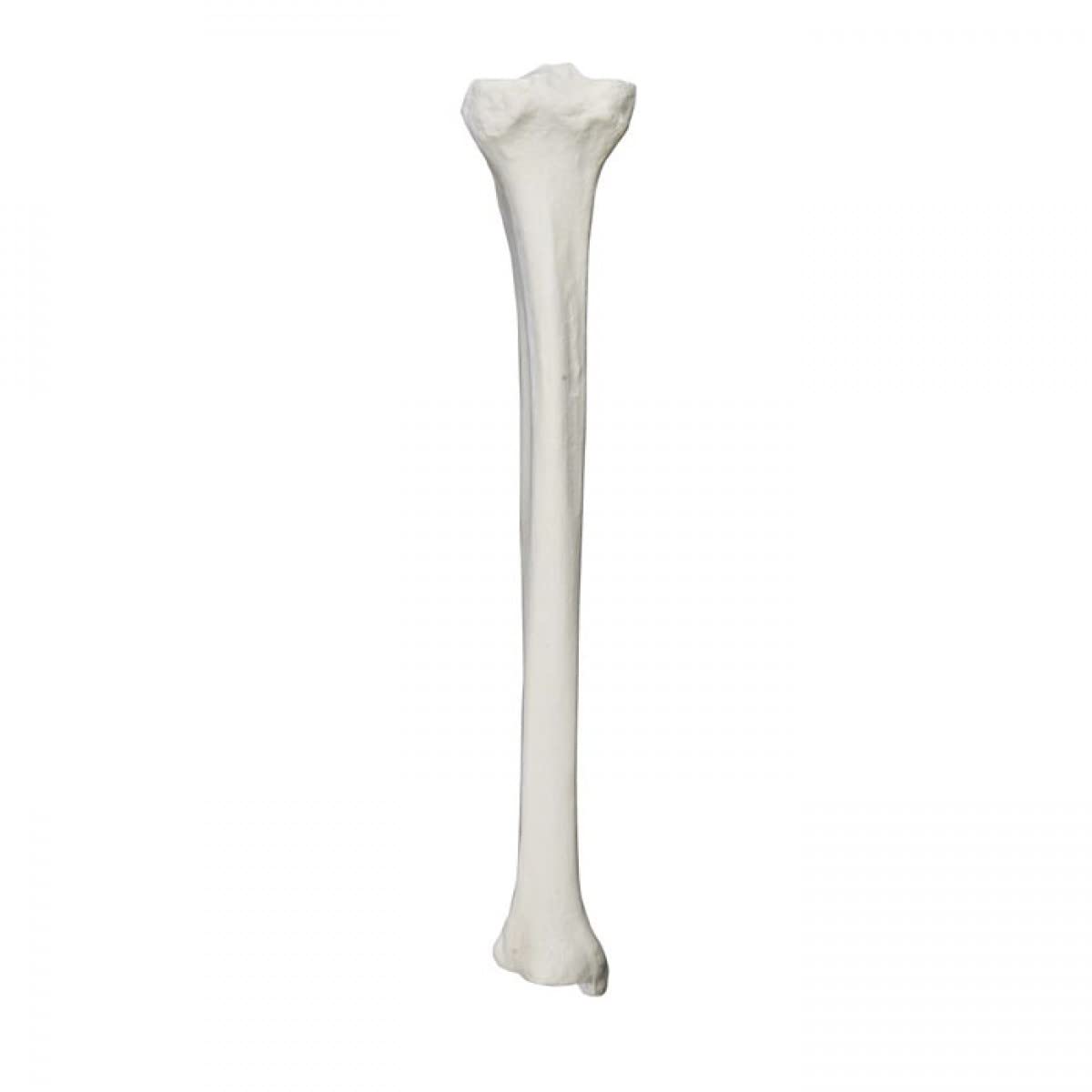 Left Tibia Saw Bone with Cancellous Material And Medullary Canal-picture-25