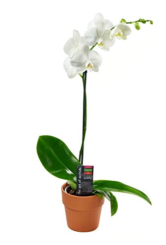 KaBloom PRIME NEXT DAY DELIVERY - Live Plant Collection : White Orchid Plant in 5' Pot, Single Spike...