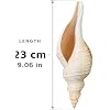Aperture Shell Amazon.com: Colossal False Fusus | Large decorative conch for coastal ...