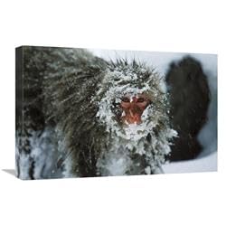 16 x 24 in. Japanese Macaque Covered in Snow, Japanese Alps Near Nagano, Japan Art Print - Konrad Wothe