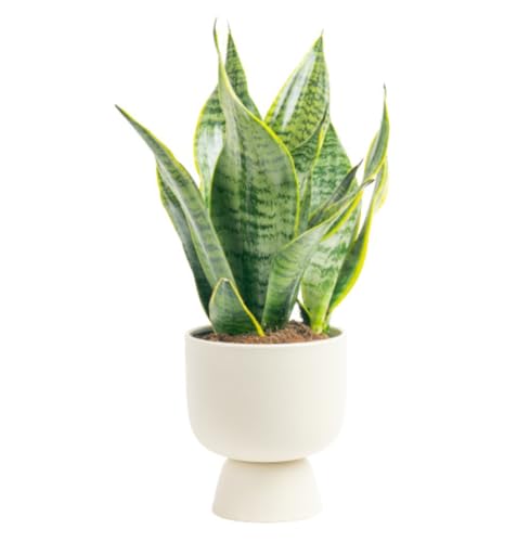 Costa Farms Live Indoor Snake Plant, Sansevieria 12-Inches Tall, Decor