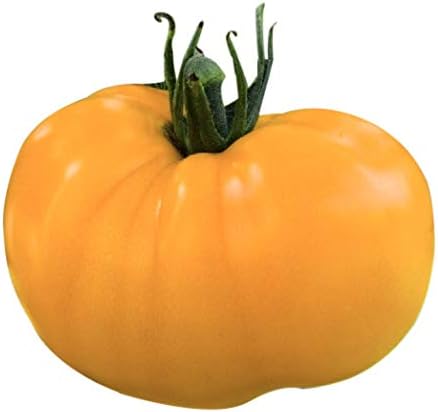 Amarillo Azoychka Semillas de tomate - Heirloom Large Tomate - Uno de los tomates más deliciosos para el cultivo en el hogar,