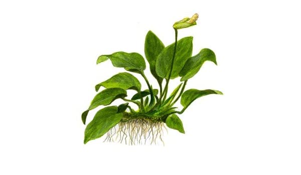 Image of Moss and More - ANUBIAS BARTERI 'Nana' - Easy Live Aquarium Plant