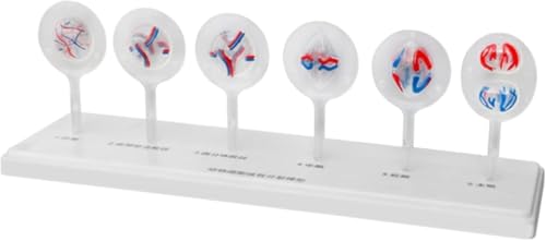 Fournitures de classe scientifique avec modèle d'anatomie de la mitose