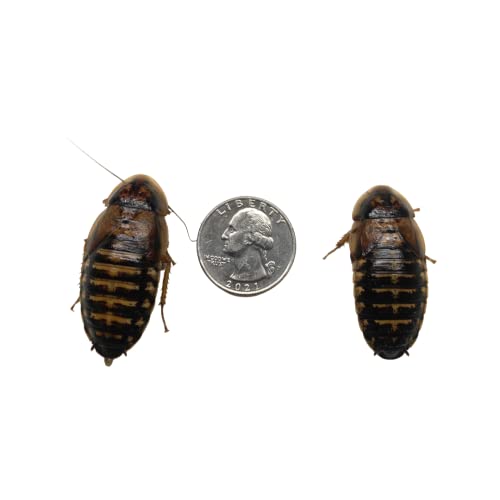 Adult Female Dubia Roaches 10 Count