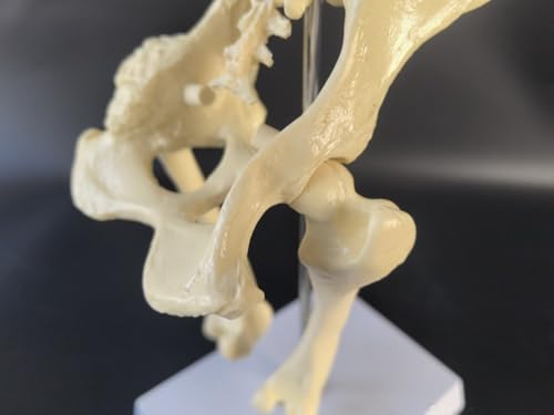 Image of Dog Skeleton Model,Canine Hip Model,Normal Hip Knee Joint Replica for Canine Anatomy for Veterinary Office Educational Tool Organs Model (Canine Hip)