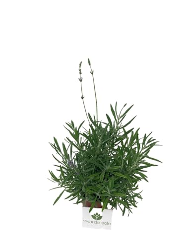 Ha foglie argentee, molto profumate, strette ed allungate; in estate produce moltissimi fiori, piccoli e fragranti, di colore lilla blu raggruppati in spighe