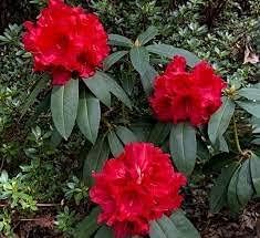 SVI Fresh 100 pcs Rhododendron Flower Seeds for Planting red 1