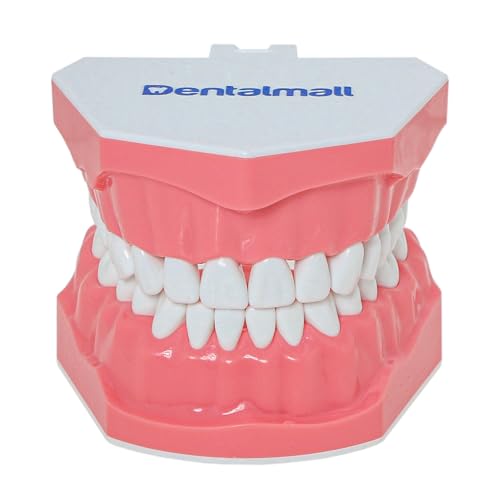 DENTALMALL Dental Modelo Cepillado Dientes Práctica Typodonts Patrón de Gum Visible Anatomía Demostración Enseñanza Tamaño Estándar 1pc