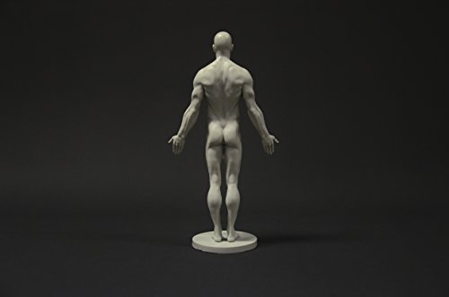Image of Male Anatomy Figure Collection: Planar, Ecorche and Skin - Anatomical Reference for Artists