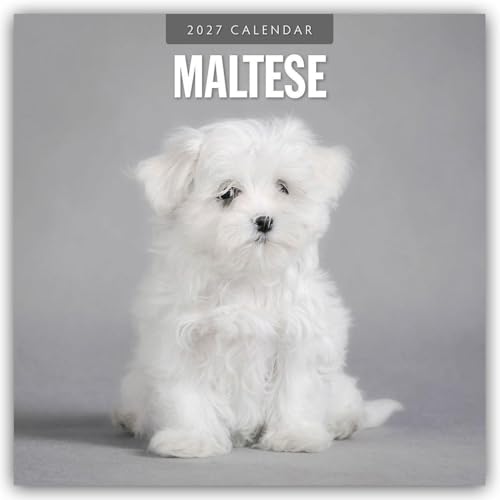 Maltese – Malteser 2027 – 16-Monatskalender: Original Red Robin Publishing Ltd-Kalender [Mehrsprachig] [Kalender] (Wall-Kalender)