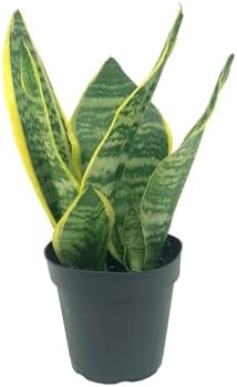 Live Snake Plant – Sansevieria Superba Trifasciata – ragnaroc Tropical Plant in 4” Pot +6” Plant Height, Indoor House Plant in Pot, Potted Succulent Plant