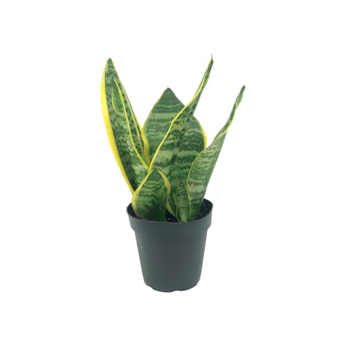 Live Snake Plant Sansevieria Superba Trifasciata ragnaroc Tropical Plant in 4 Pot +6 Plant Height Indoor House Plant in Pot Potted Succulent Plant