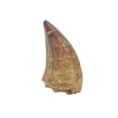 Dent de Mosasaurus | Fossile de...
