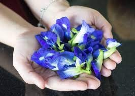 Blue Tea - Butterfly Pea Flower- Clitoria Ternatea 100 Cups - 25 Grams - Herbal Tea - Tisane - High Anti Oxidants - Mood Enhancer (B08MF8PW87) Amazon Price History, Amazon Price Tracker