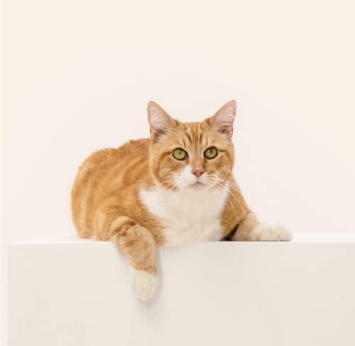 Wisdom Panel Complete: Comprehensive Cat DNA Test for 45 Health Genetic Health Conditions | 70+ Breeds and populations | 25+ Traits | Blood Type