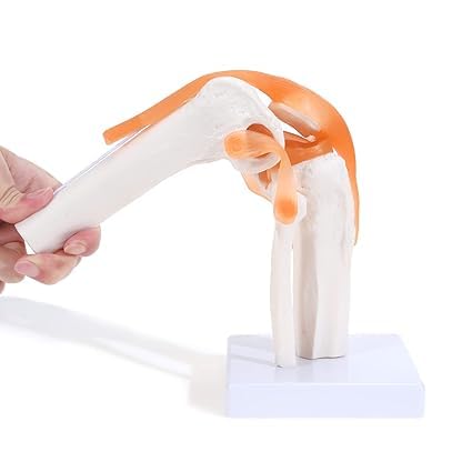 Human Knee Joint Model with Ligaments ✮ Flexible 1:1 ✮ Scientific Life Size with Premium Display Base ✮ Best Teaching Tool for Patient Education & Anatomy Study (B0CKFCYXWK) Amazon Price History, Amazon Price Tracker