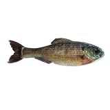 6th Sense Panorama Soft Plastic Bass and Crappie Fishing Lure - Lifelike Body & Realistic Paint - Versatile Rigging Options - Multiple Sizes and Pack Counts (Live Bluegill)