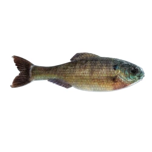 6th Sense Panorama Soft Plastic Bass and Crappie Fishing Lure - Lifelike Body & Realistic Paint - Versatile Rigging Options - Multiple Sizes and Pack Counts (Live Bluegill)
