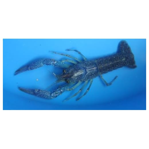 Live Blue Procambus Alleni Crayfish for Fish Tank Pond or Aquarium