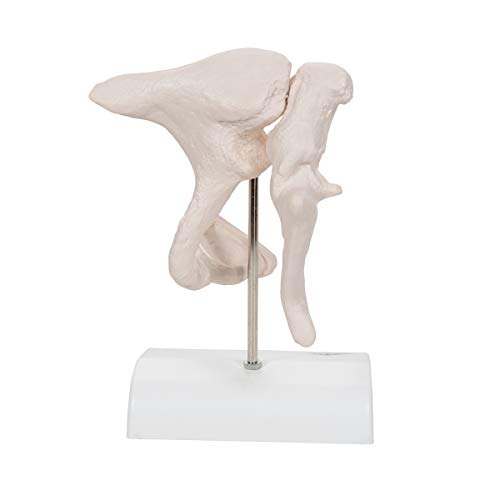 Image of 3B Scientific A101 Ossicle Model-BoneLike 20x Life Size - 3B Smart Anatomy