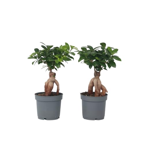 Plant in a Box - Ficus microcarpa Ginseng - 2er Set - Bonsai Baum - Zimmerpflanzen - Topf 12cm - Höhe 30-40cm