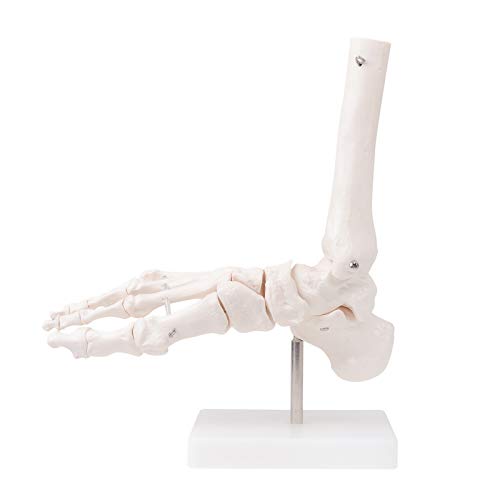 EustomA Human Foot Model Life Size Ankle Anatomical Bones Skeleton Model