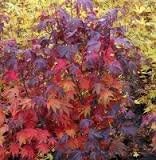 Ruslyn-in-The-Pink Japnese Maple Rich Red and Bronze Leaves - 1 Year Live Plant