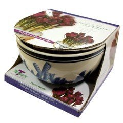 Autumn Bulbs - Delft Bowl - Purple Crocus 9 Bulbs