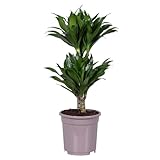 Plant in a Box - Dracaena deremensis 'Compacta' - Arbol Dragon - Árbol de serpiente - Planta de casa - ⌀ 17 cm - Alto 50 a 65cm