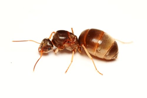 Live Queen Ant with Food | Labor Day Ants | for Home or Classroom