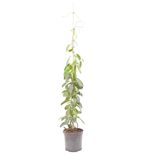 Verdecora Jazmín de Madagascar Stephanotis Maceta 5 L | Planta Natural Trepadora de Flores Blancas Muy Aromáticas | Ideal para Interior Luminoso, Terraza Resguardada y Jardín