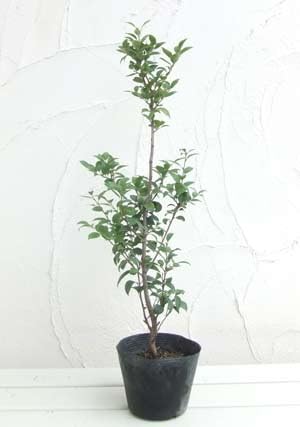 クロソヨゴ　/ 661 Amazon.co.jp: クロソヨゴ3.5号ポット[黒ソヨゴ・ウシカバ] : DIY