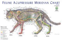 Miniatura 2 de Gráfico compuesto de meridien de acupresión felina para gatos (Lake Forest Anatomicals Vet Models)Lake Forest Anatomicals Vet Models